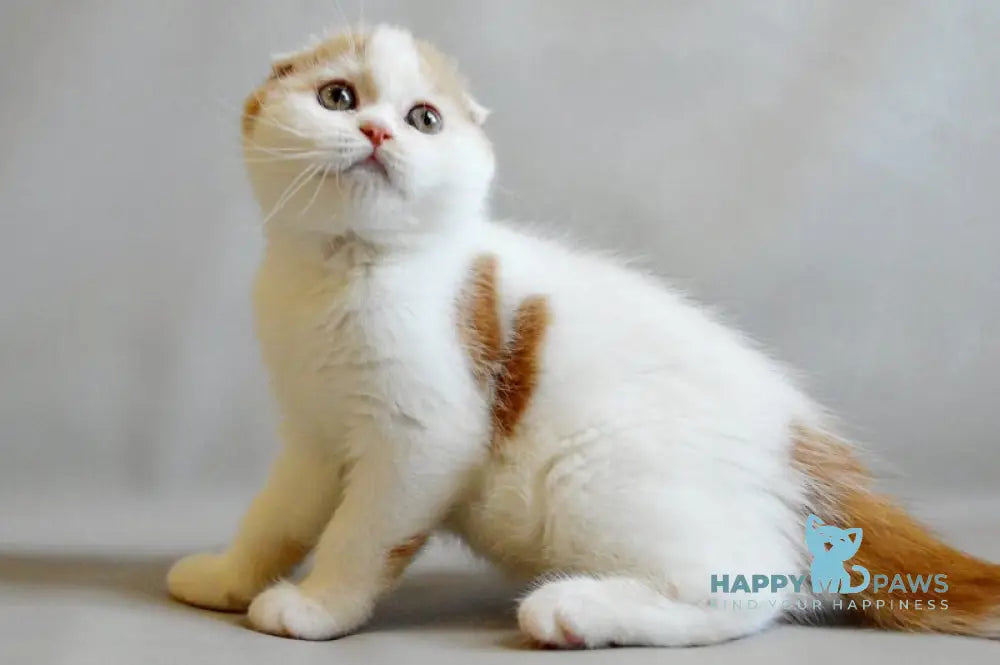 Rendy Scottish Straight male red tabby van live animals