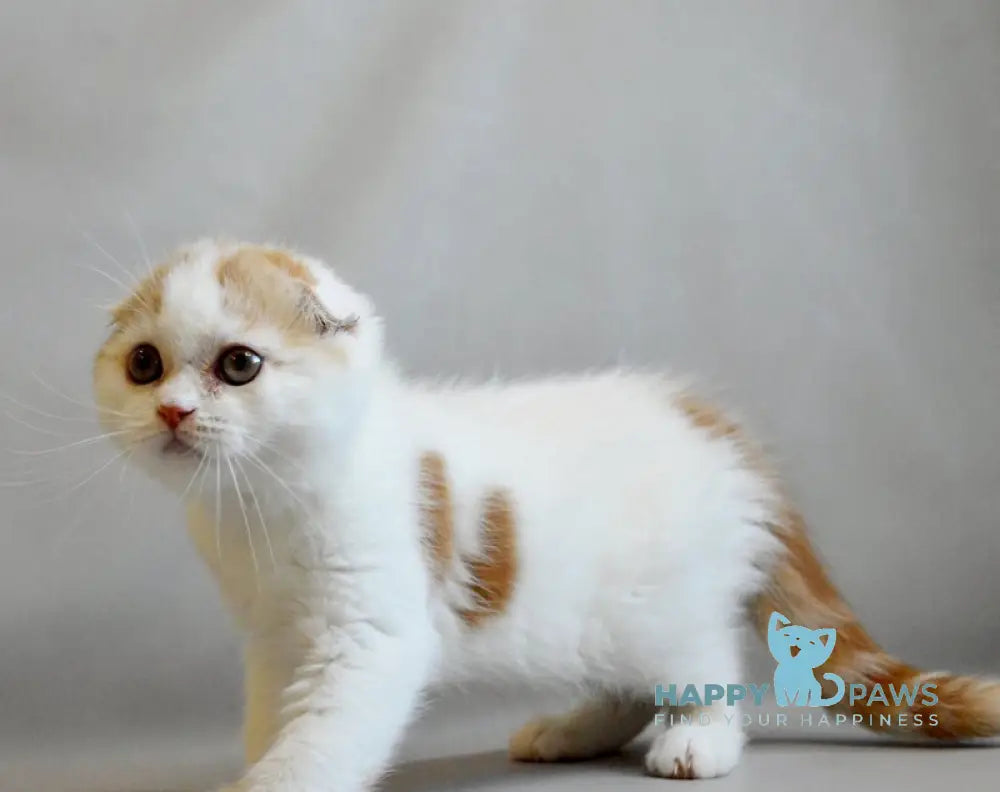 Rendy Scottish Straight male red tabby van live animals