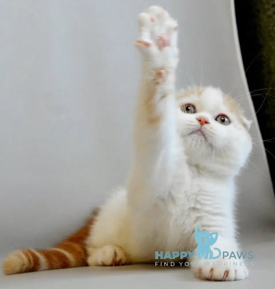 Rendy Scottish Straight male red tabby van live animals