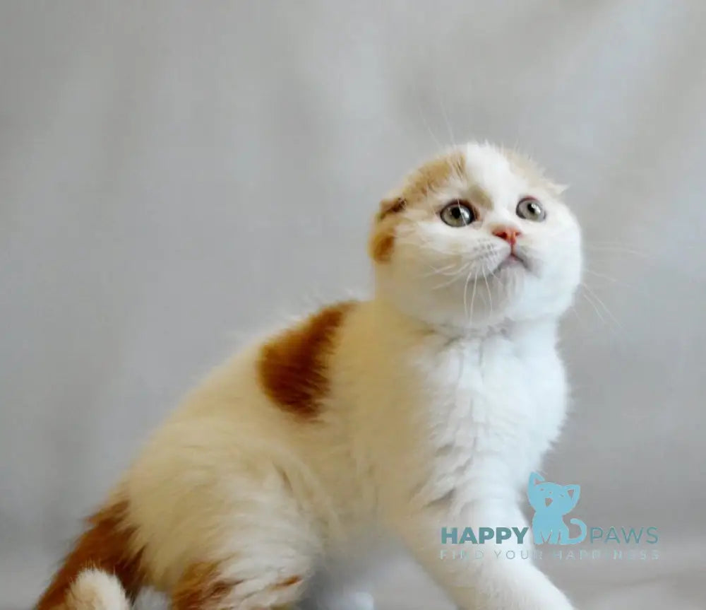 Rendy Scottish Straight male red tabby van live animals