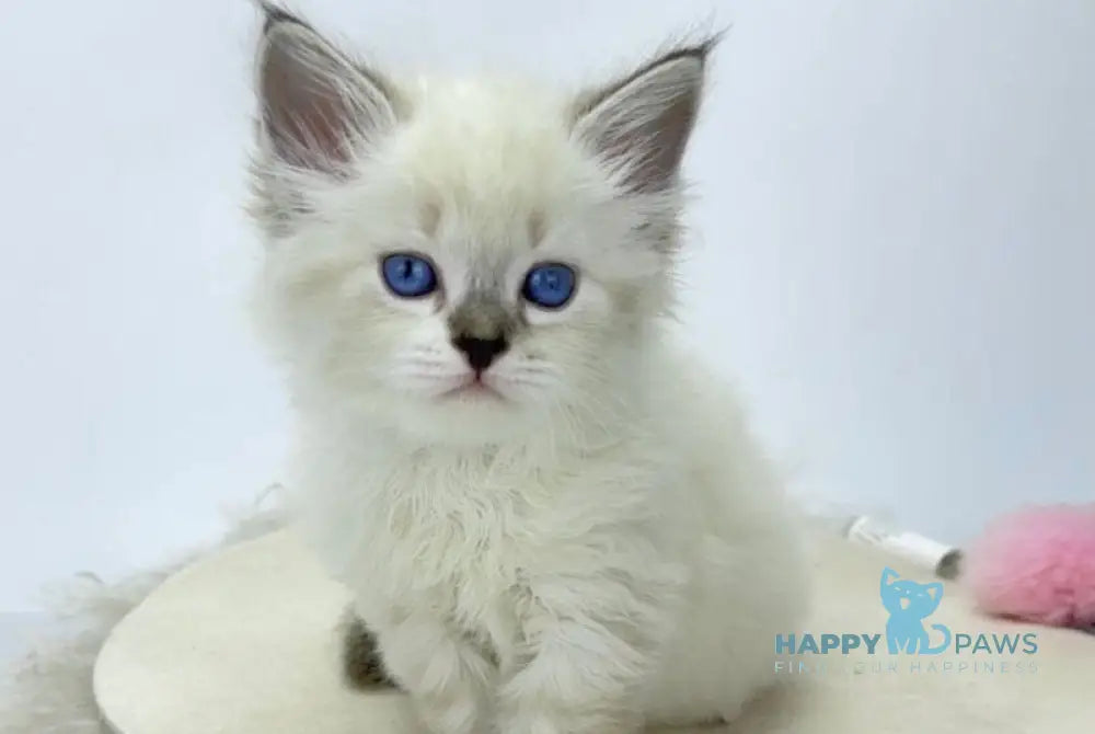Renie Siberian male seal tabby point with white live animals