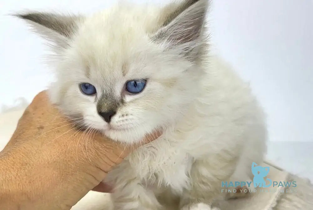 Renie Siberian male seal tabby point with white live animals