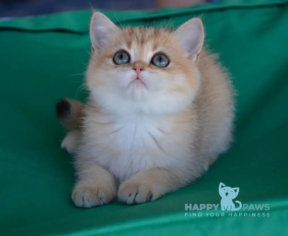 Ressi Scottish Straight female black golden ticked tabby live animals