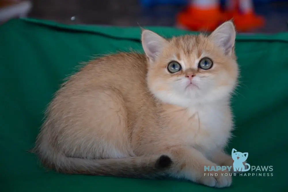Ressi Scottish Straight female black golden ticked tabby live animals