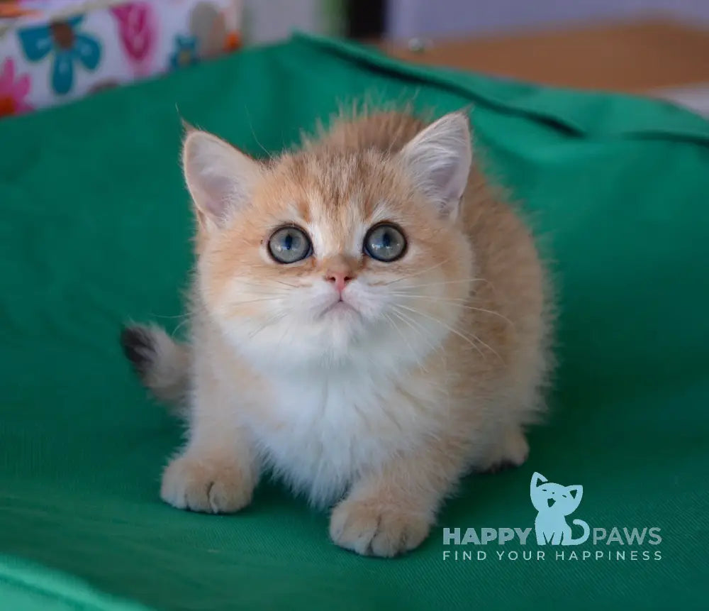 Ressi Scottish Straight female black golden ticked tabby live animals