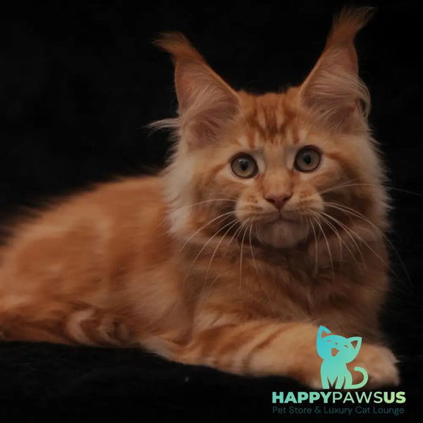 Rеу Maine Coon male red - live animals