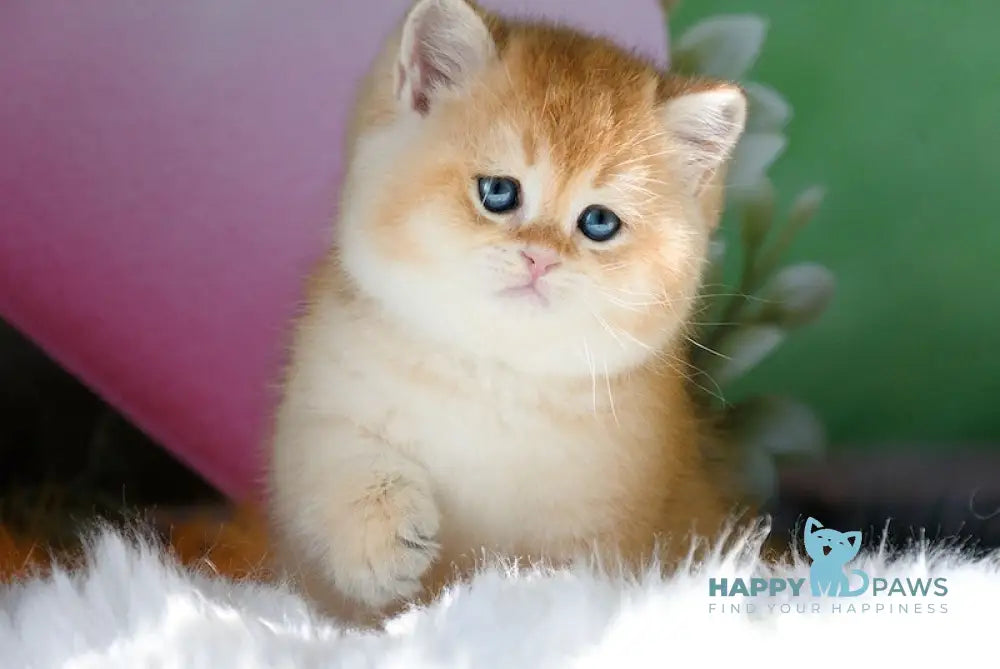 Rex British Shorthair male black golden shaded live animals