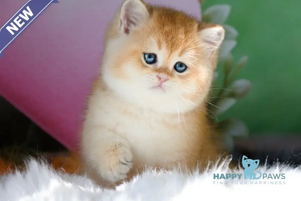 Rex British Shorthair male black golden shaded live animals