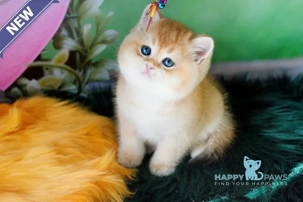 Rex British Shorthair male black golden shaded live animals