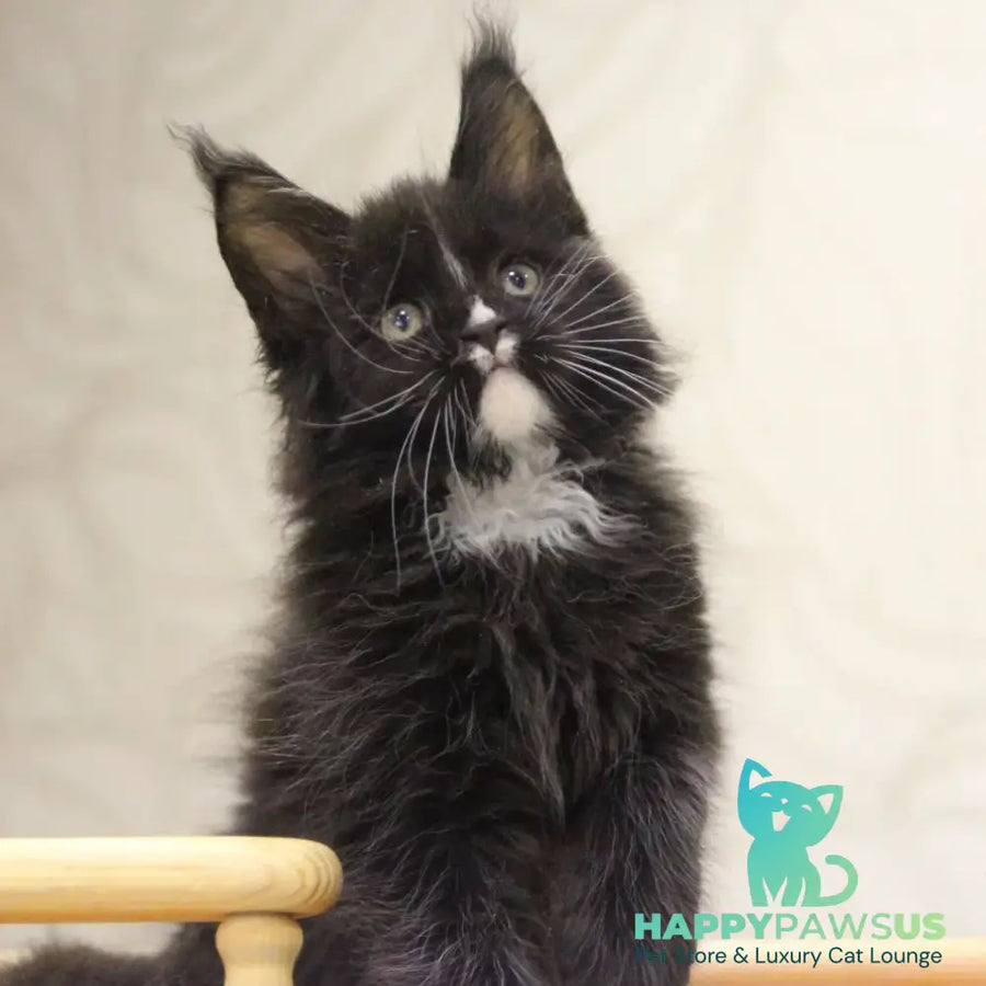 Rexton Maine Coon male black with white