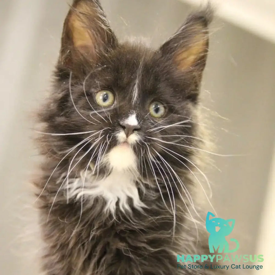 Rexton Maine Coon male black with white