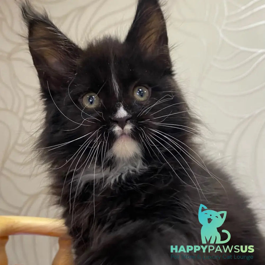 Rexton Maine Coon male black with white
