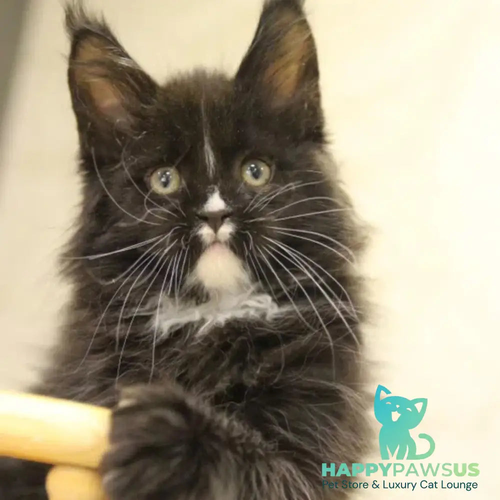 Rexton Maine Coon male black with white