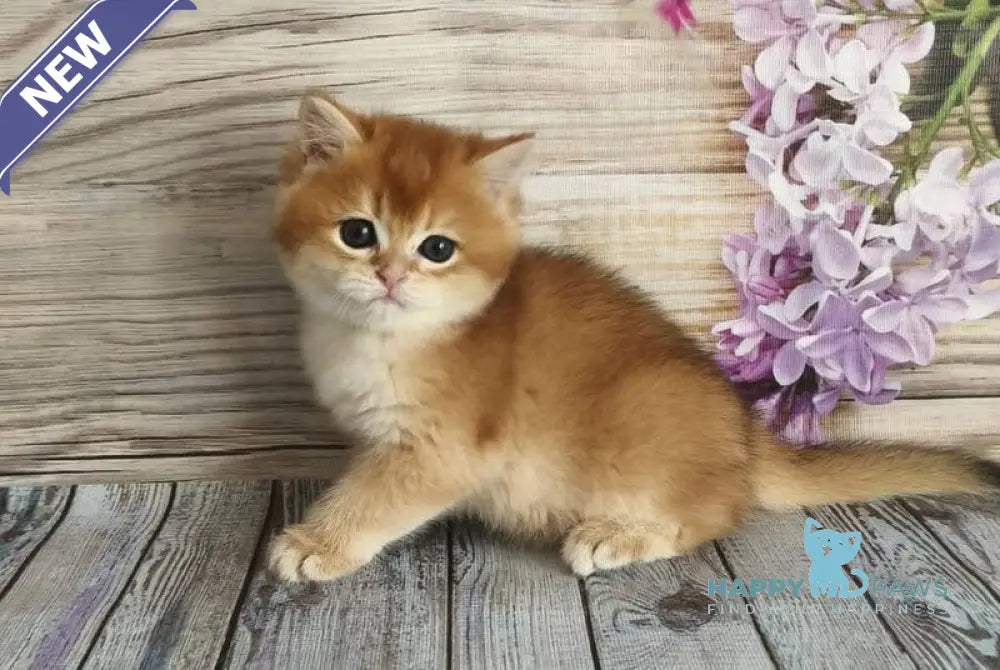 Rey British Shorthair male chocolate golden chinchilla - live animals