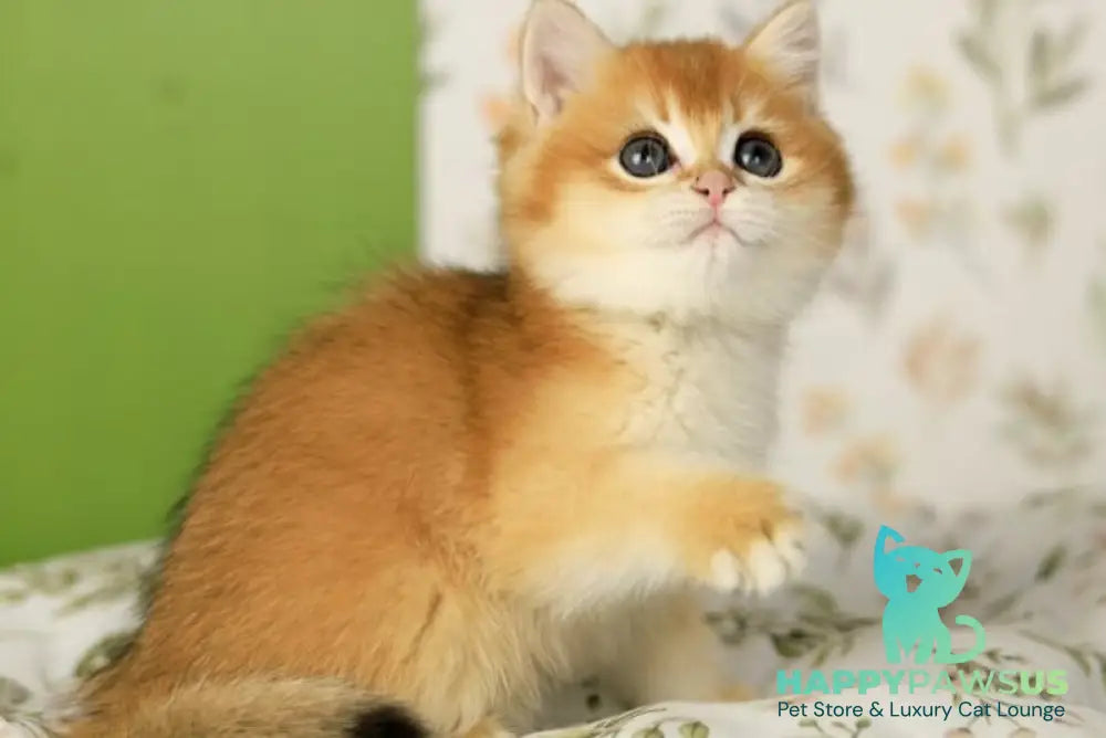 Rey British Shorthair male chocolate golden chinchilla - live animals