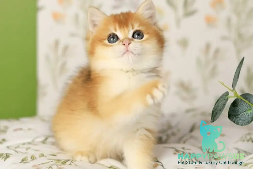 Rey British Shorthair male chocolate golden chinchilla - live animals