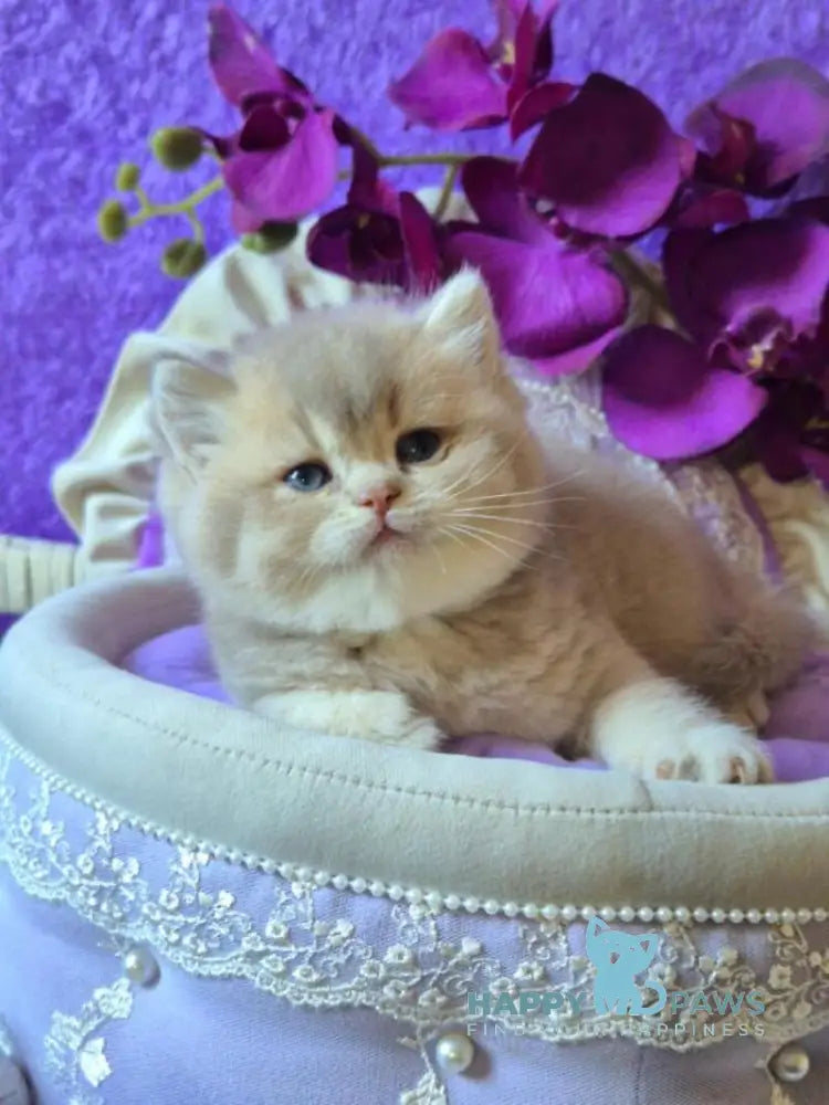 Rey British Shorthair male lilac golden ticked tabby live animals
