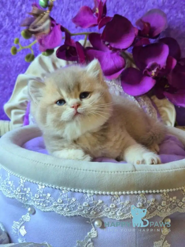 Rey British Shorthair male lilac golden ticked tabby live animals