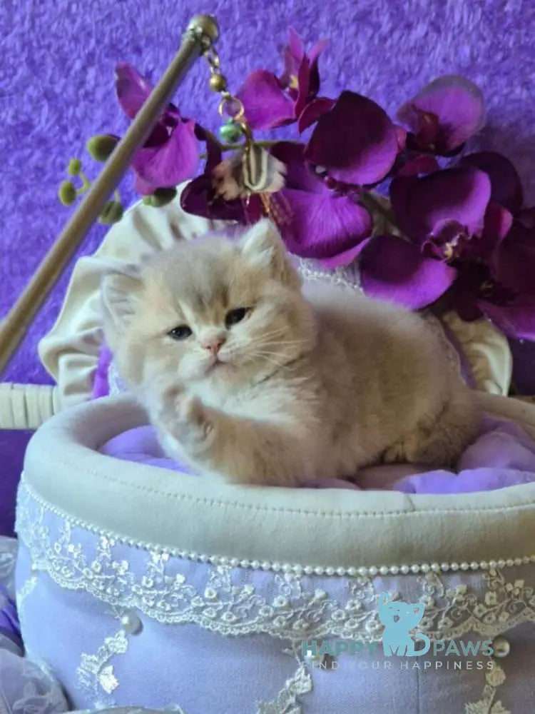 Rey British Shorthair male lilac golden ticked tabby live animals