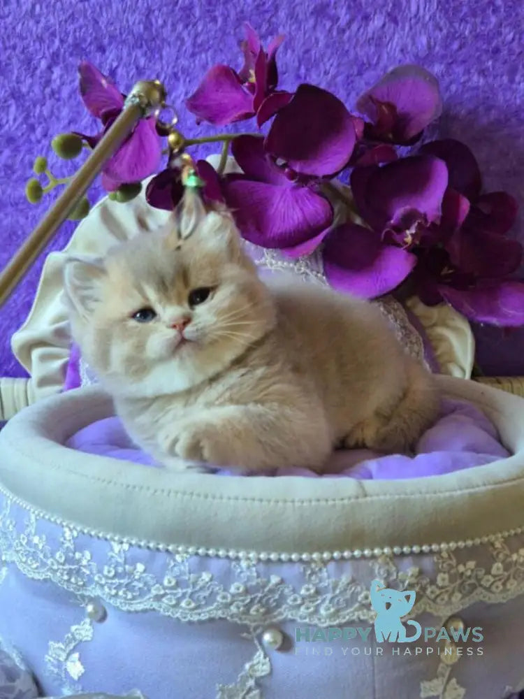 Rey British Shorthair male lilac golden ticked tabby live animals