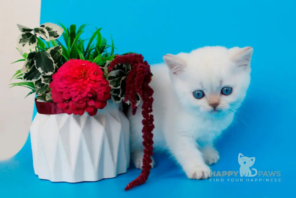 Reya British Shorthair female lilac silver pointed live animals