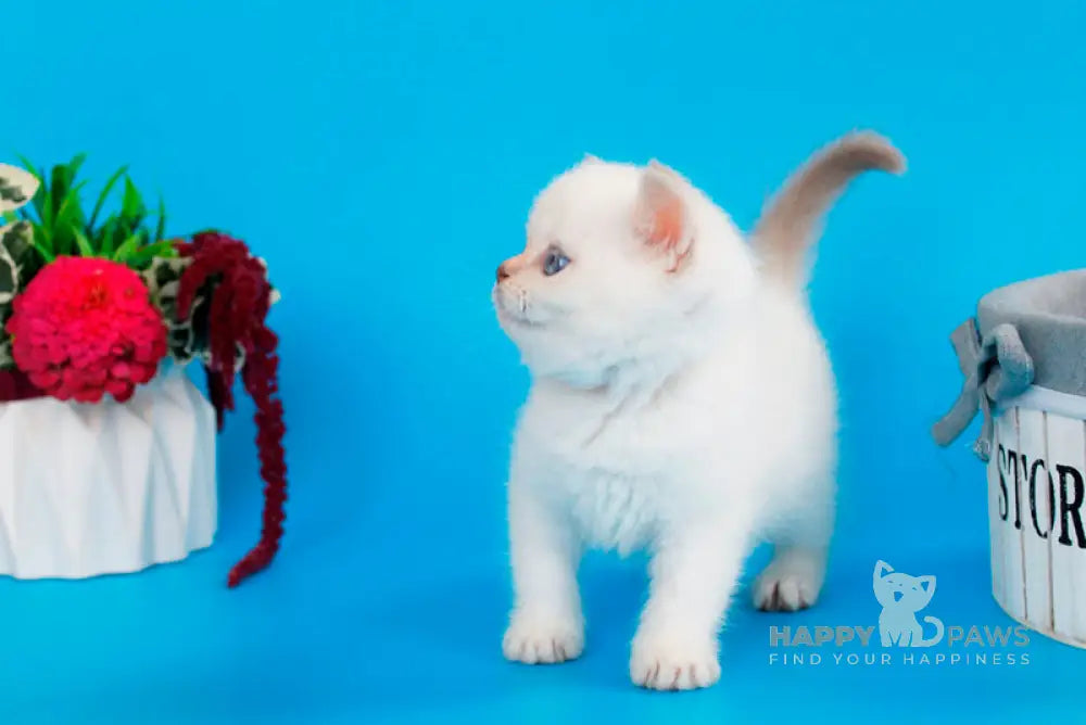Reya British Shorthair female lilac silver pointed live animals