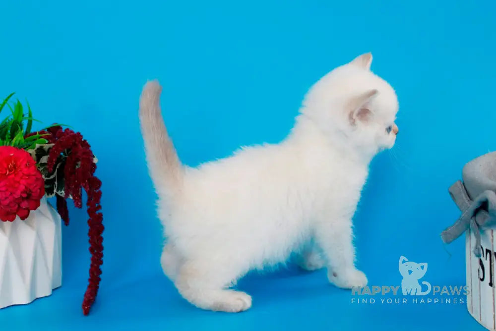 Reya British Shorthair female lilac silver pointed live animals