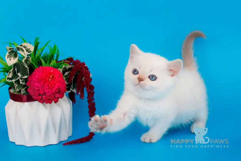 Reya British Shorthair female lilac silver pointed live animals