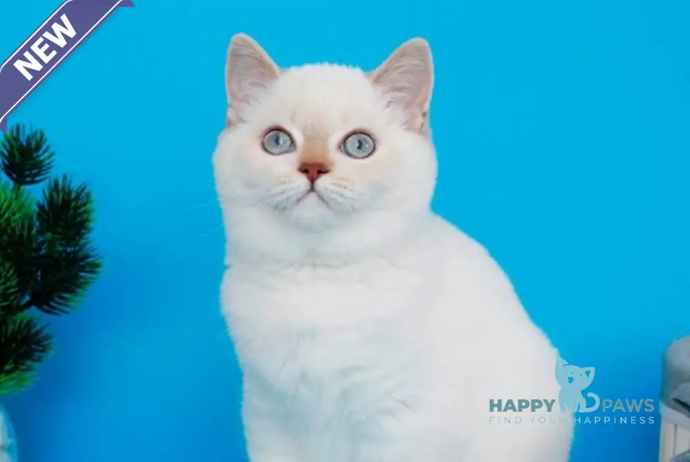Reya British Shorthair female lilac silver tabby pointed live animals