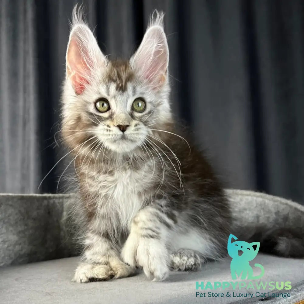 Rhea Maine Coon polydactyl 6x6x6x6 female black silver tabby - live animals