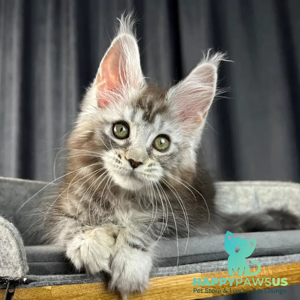 Rhea Maine Coon polydactyl 6x6x6x6 female black silver tabby - live animals