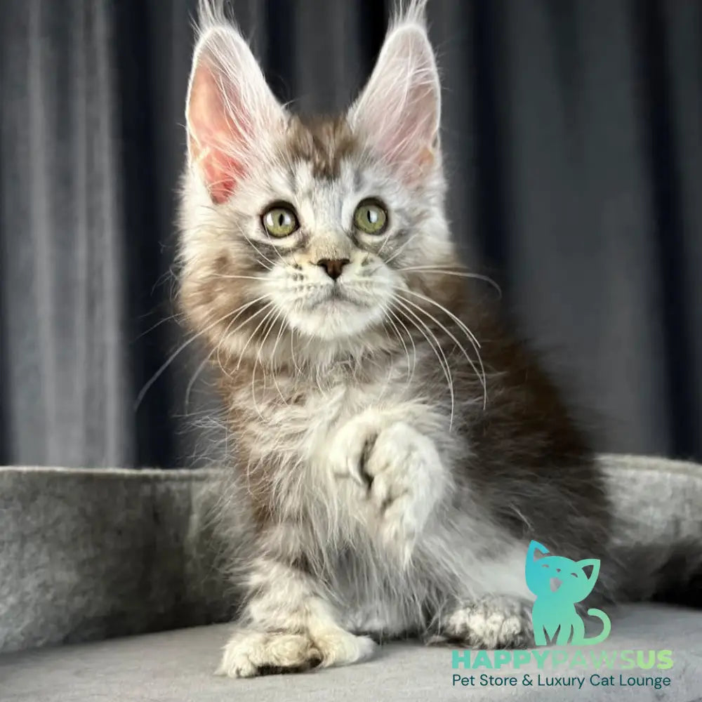 Rhea Maine Coon polydactyl 6x6x6x6 female black silver tabby - live animals