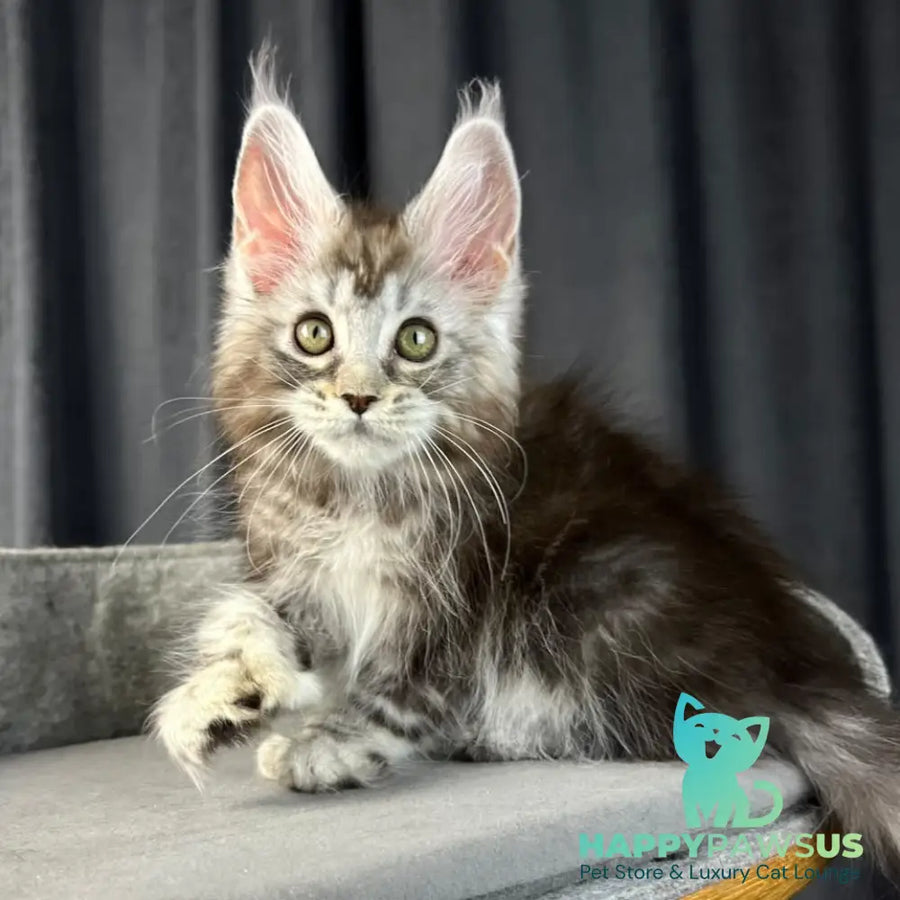 Rhea Maine Coon polydactyl 6x6x6x6 female black silver tabby - live animals