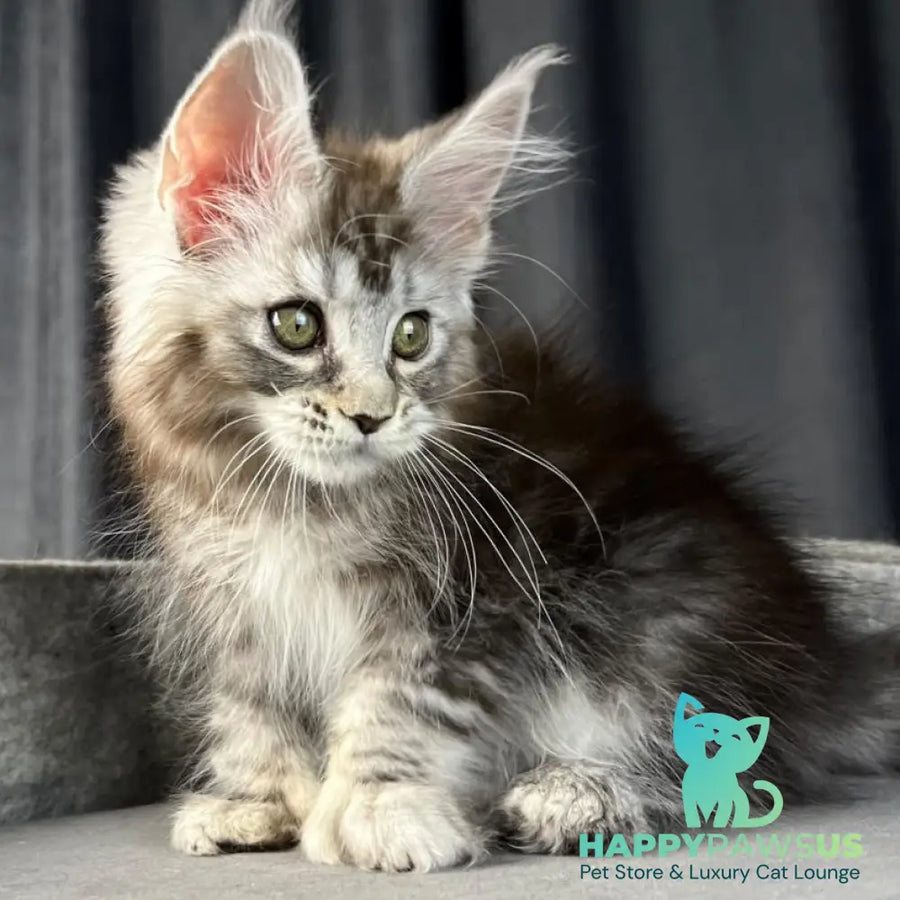 Rhea Maine Coon polydactyl 6x6x6x6 female black silver tabby - live animals