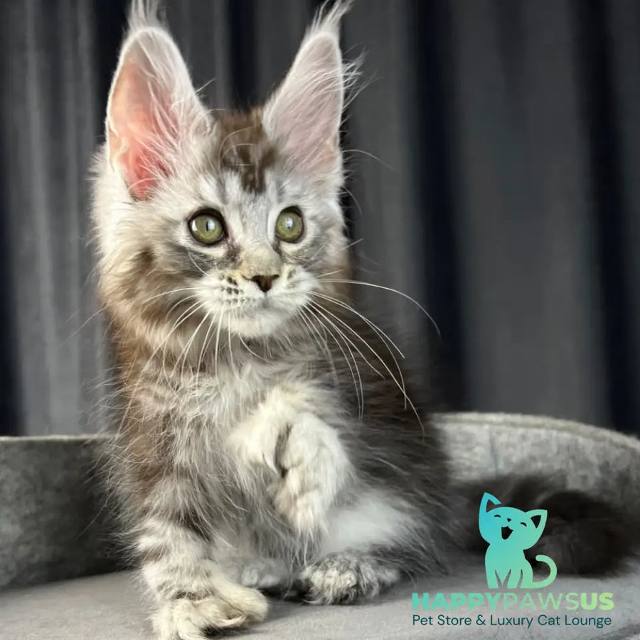 Rhea Maine Coon polydactyl 6x6x6x6 female black silver tabby - live animals