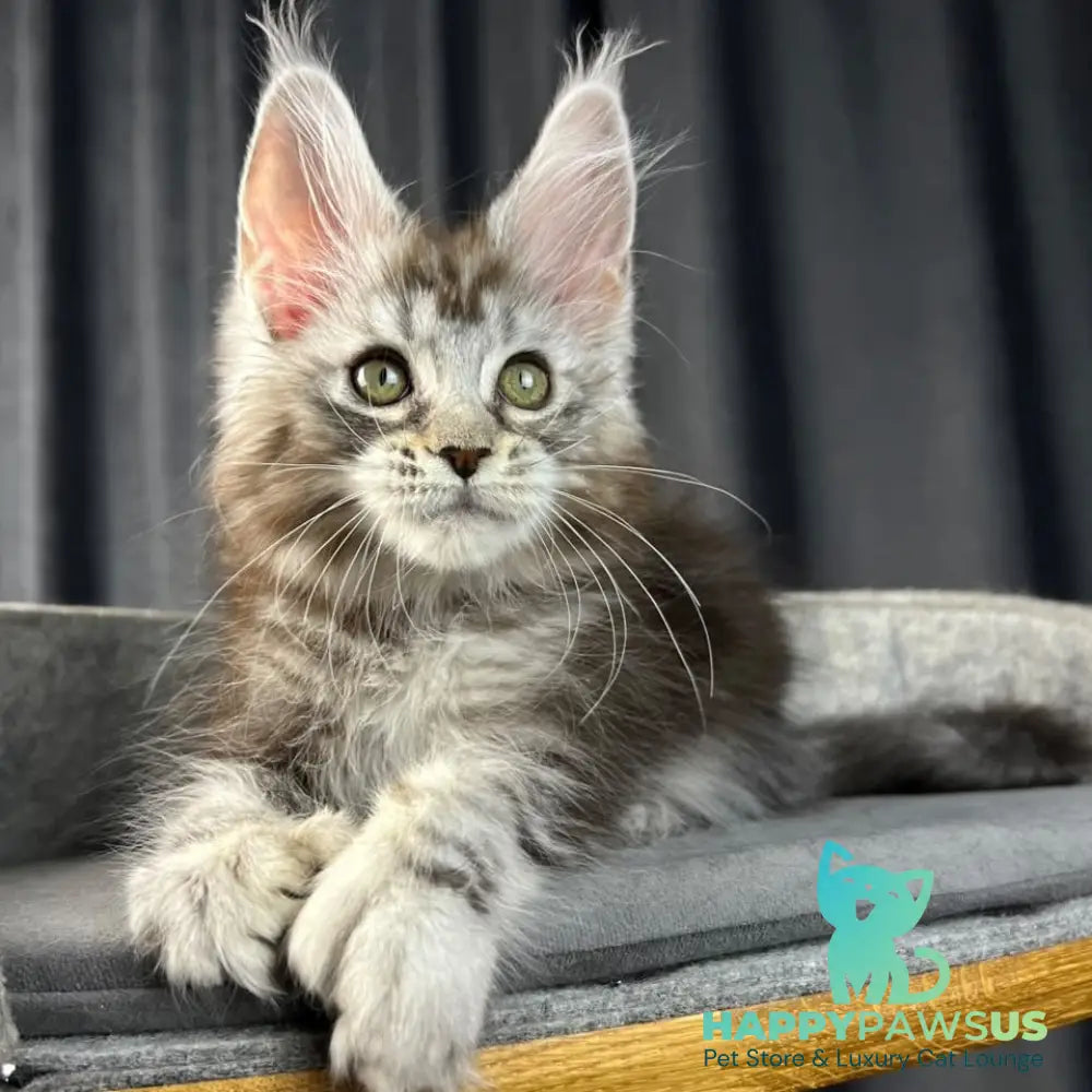 Rhea Maine Coon polydactyl 6x6x6x6 female black silver tabby - live animals