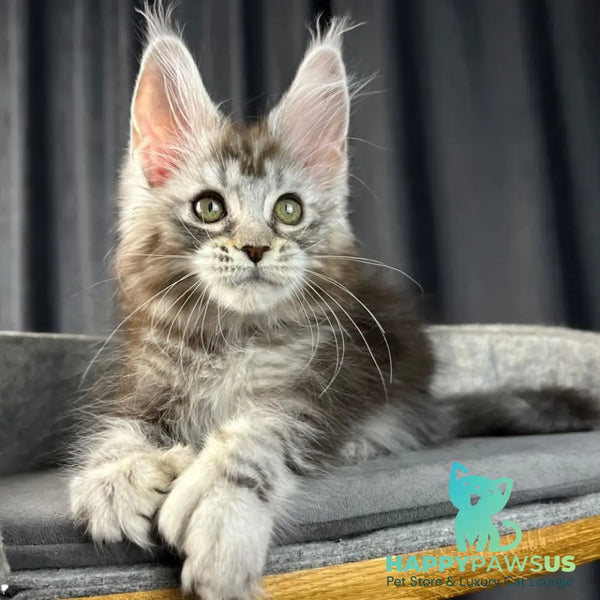 Rhea Maine Coon polydactyl 6x6x6x6 female black silver tabby - live animals