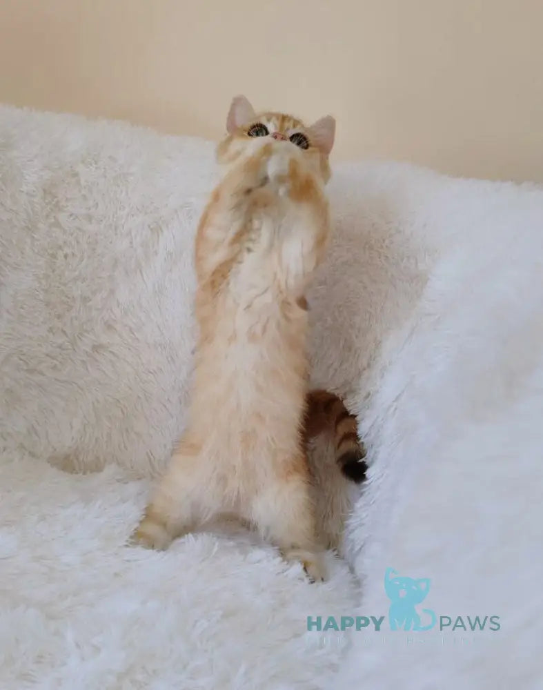 Rian British Shorthair male black golden chinchilla live animals