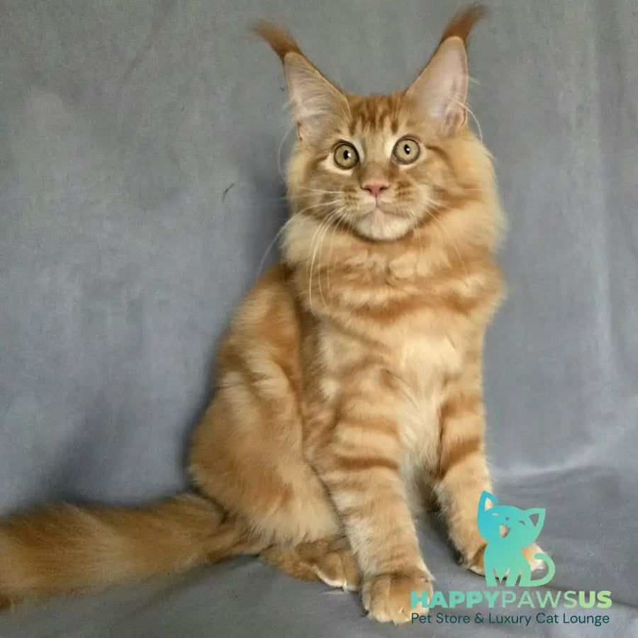 Riana Maine Coon female red - live animals