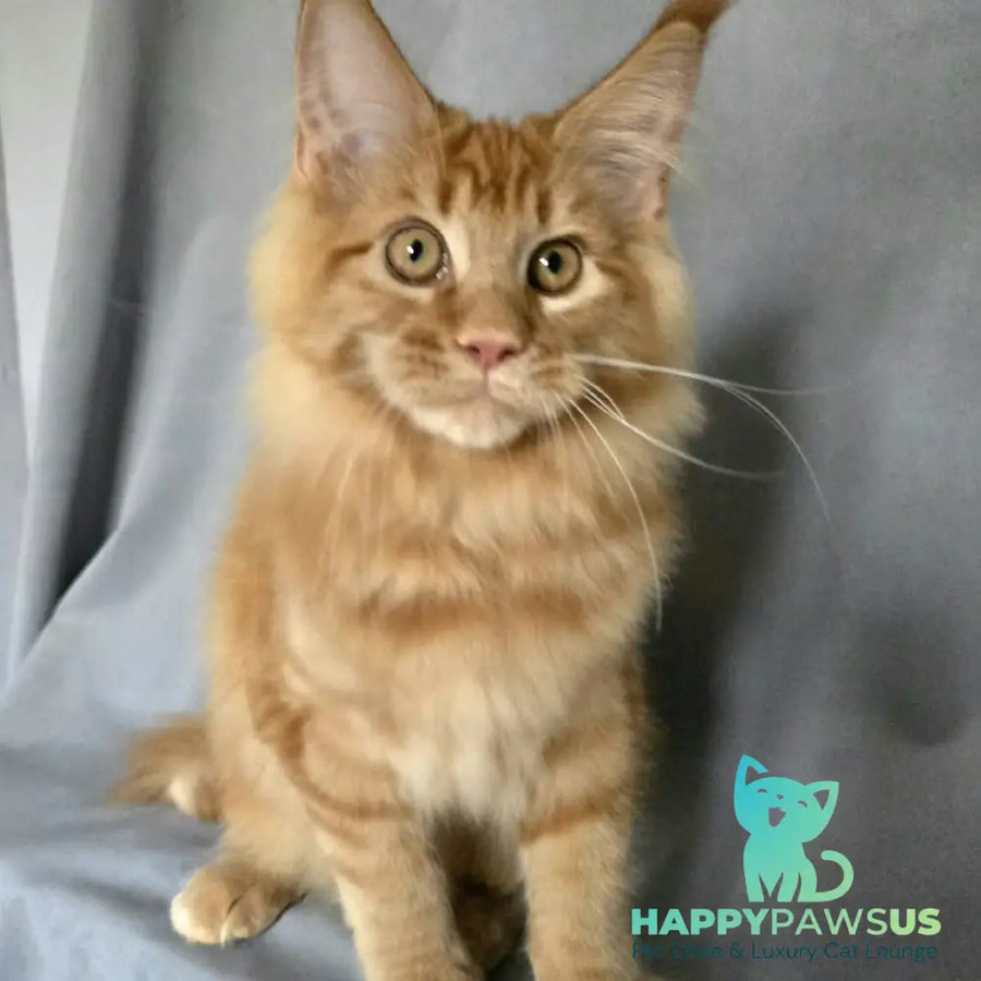 Riana Maine Coon female red - live animals