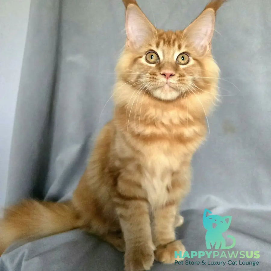 Riana Maine Coon female red - live animals