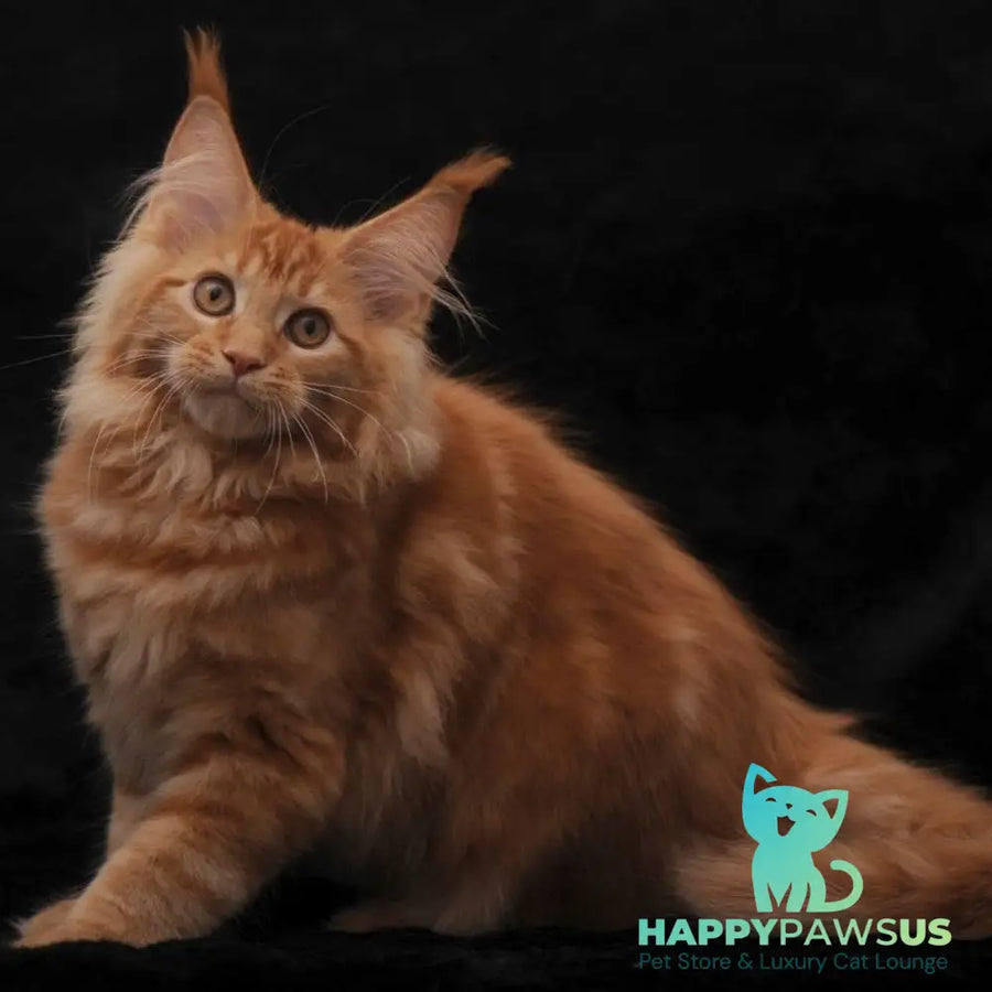 Riana Maine Coon female red - live animals