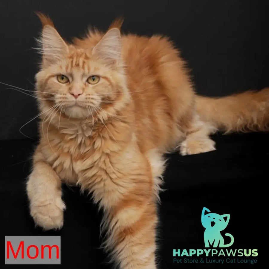 Riana Maine Coon female red - live animals