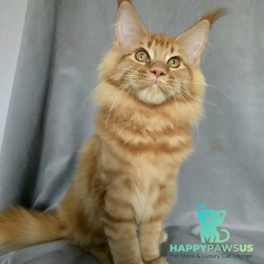 Riana Maine Coon female red - live animals