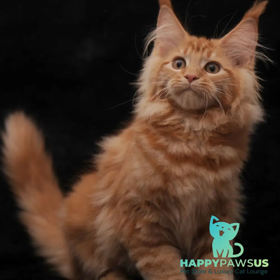 Riana Maine Coon female red - live animals