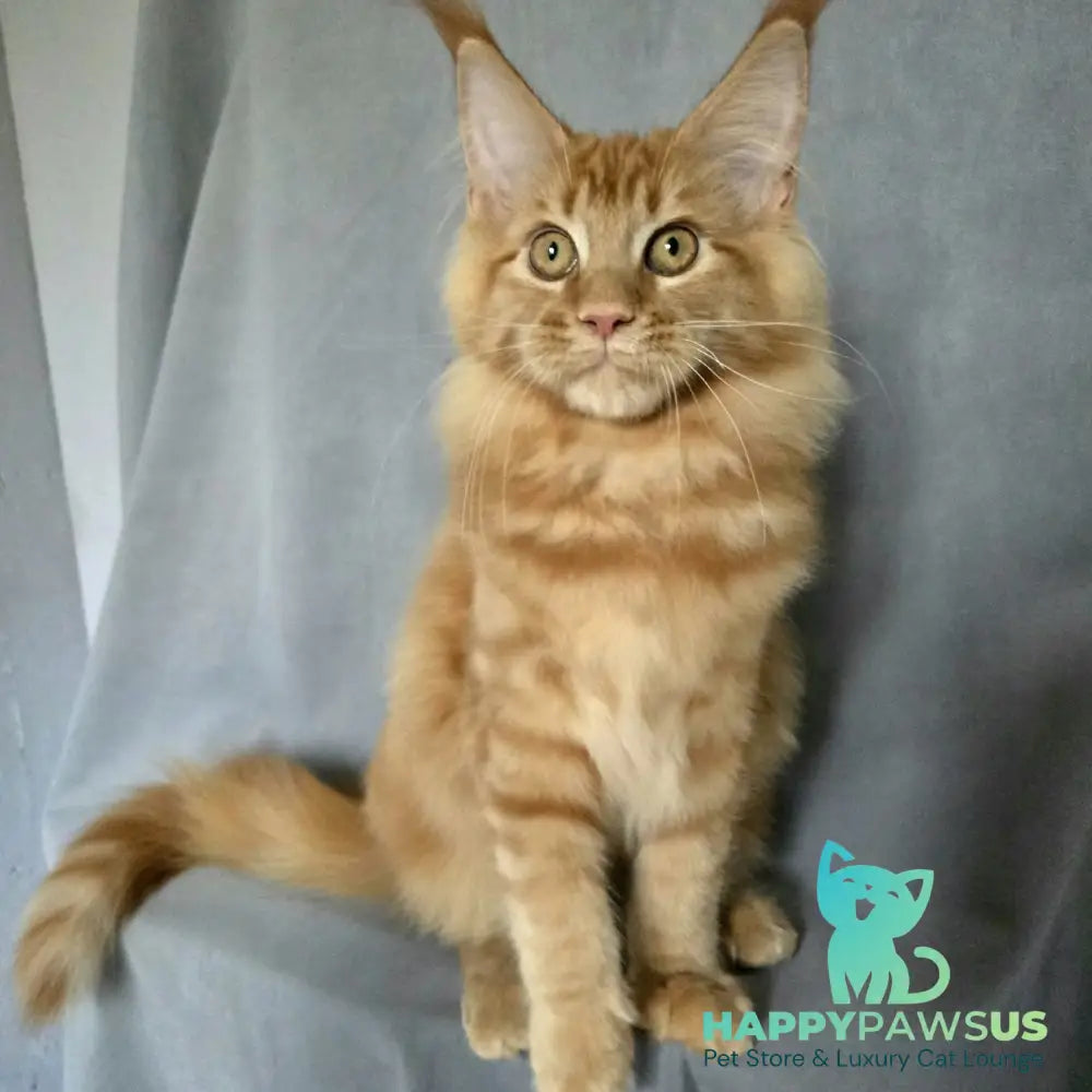Riana Maine Coon female red - live animals