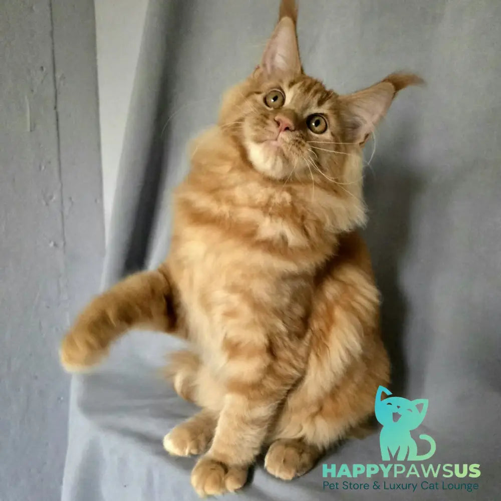 Riana Maine Coon female red - live animals