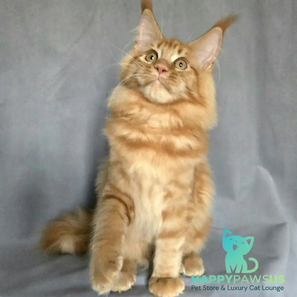 Riana Maine Coon female red - live animals