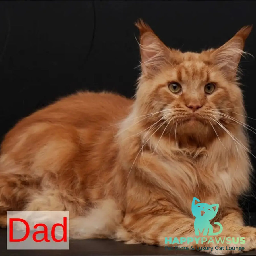Riana Maine Coon female red - live animals