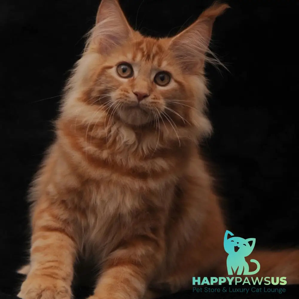 Riana Maine Coon female red - live animals